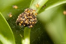 Spinnennest
