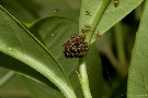 Spinnennest