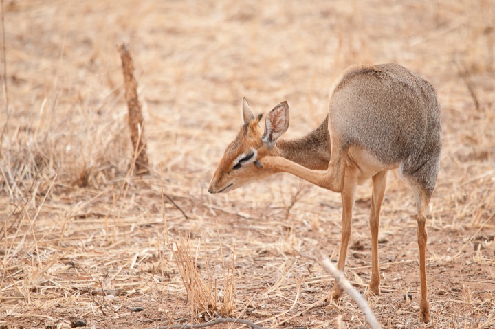 Dik Dik