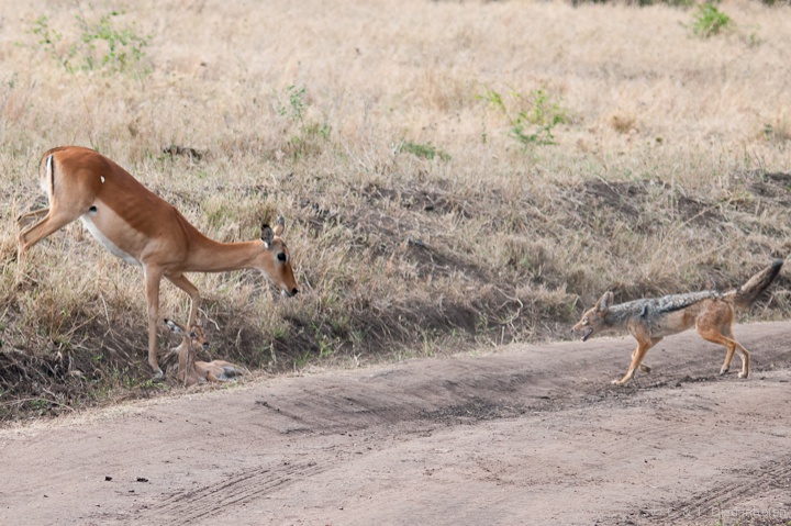 die Jagd des Schakal