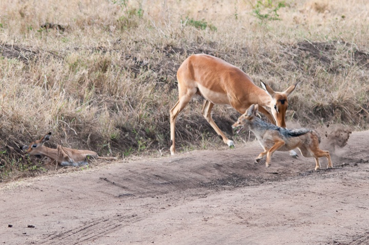 die Jagd des Schakal
