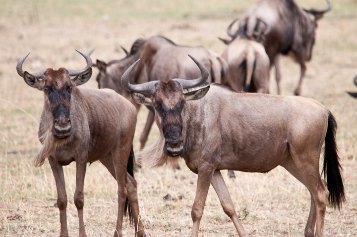 Gnus
