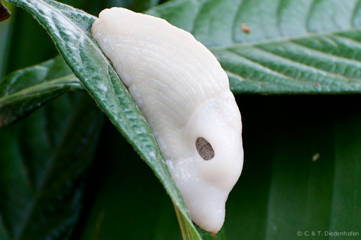 Albino Schnecke