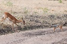 die Jagd des Schakal
