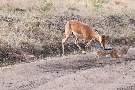 die Jagd des Schakal