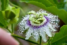 Mango - Blüte