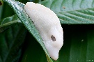 Albino Schnecke
