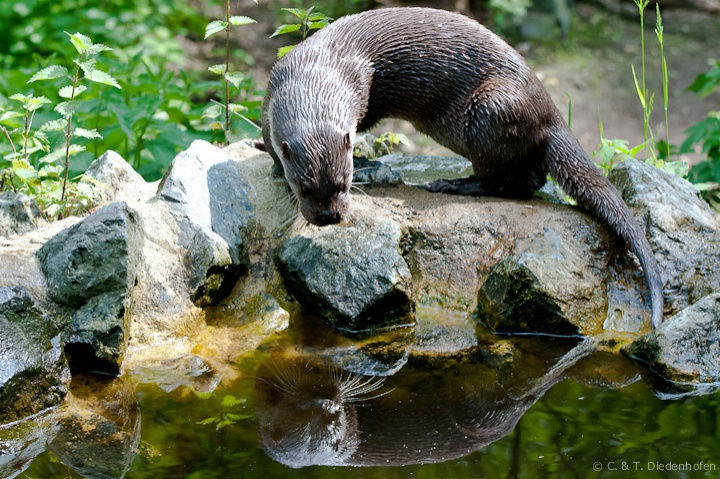 Fischotter im Spiegel