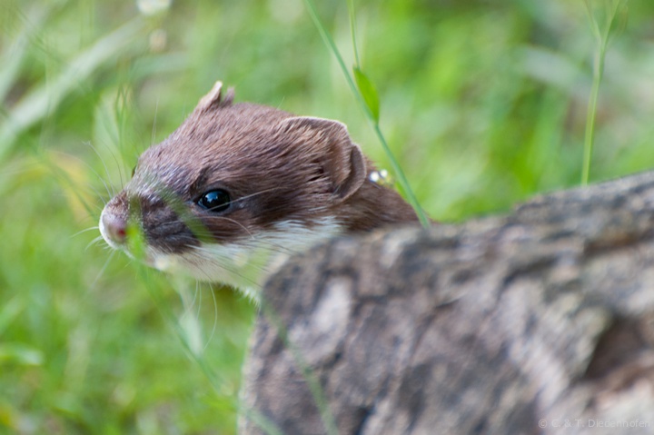 Hermelin im Sommergewand