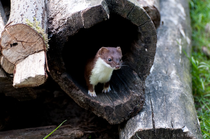 Hermelin im Sommergewand