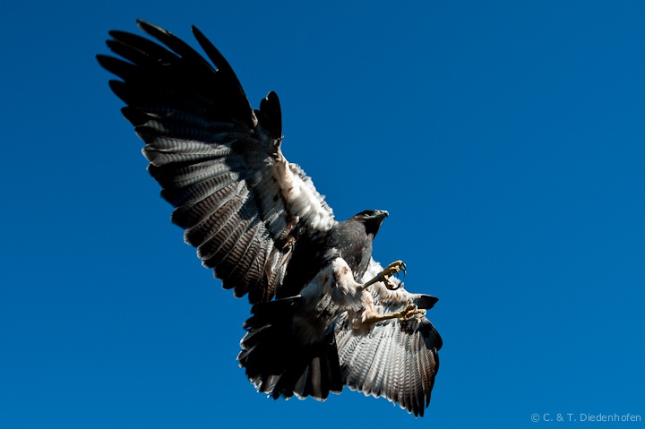 Überflieger