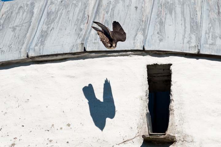 mehr Schatten als Falke
