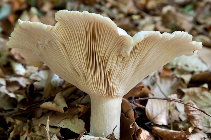 ein Pilz