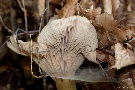 ein Pilz setzt Spinnweben an