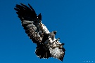 Überflieger