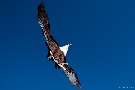 Überflieger
