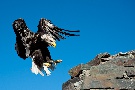 Anflug