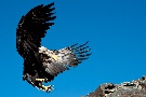 Anflug