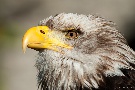 Ausflug mit der Greifvogelstaion Hellenthal