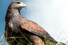 Ausflug mit der Greifvogelstaion Hellenthal