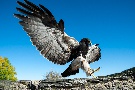 Anflug
