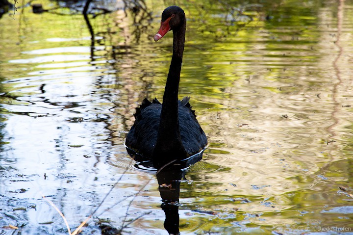 Trauerschwan