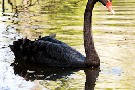 Trauerschwan