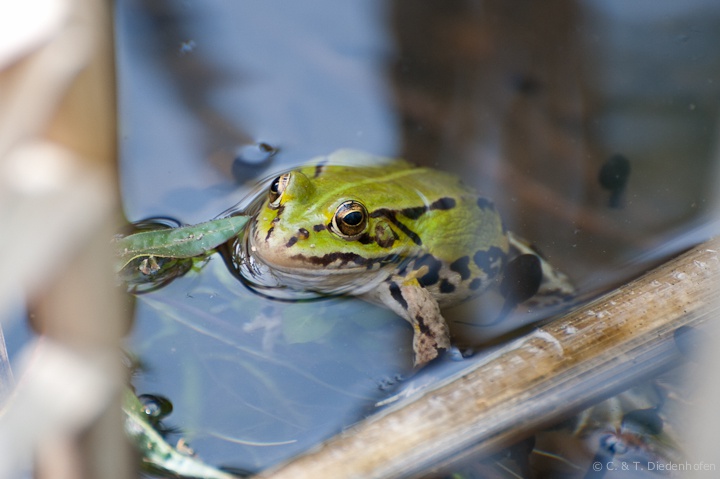 Frosch