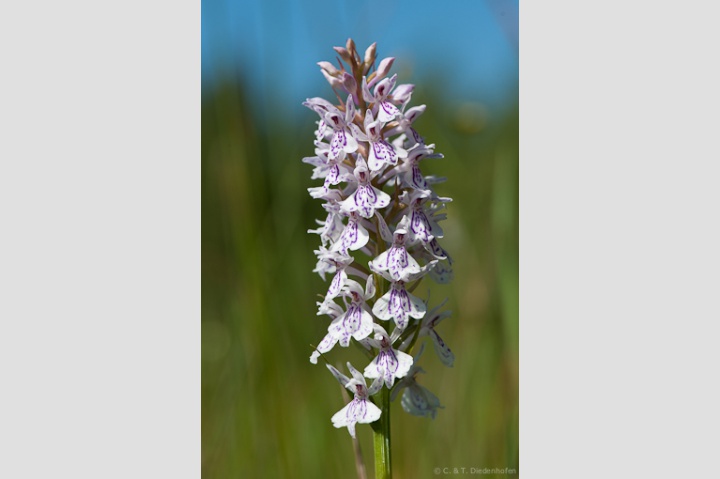 wilde Orchidee