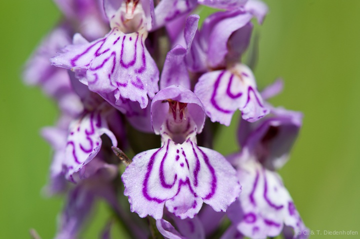 wilde Orchidee