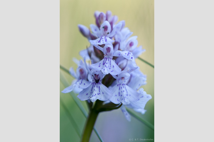 wilde Orchidee