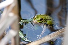Frosch