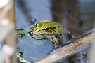 Frosch
