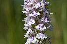 wilde Orchidee