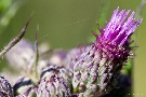 Distel