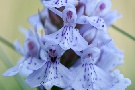 wilde Orchidee