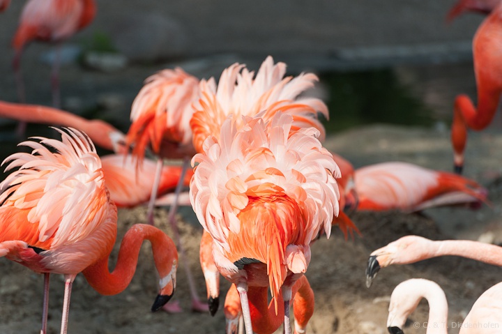 Flamingos