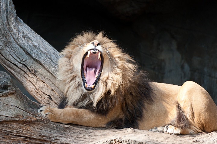 the king