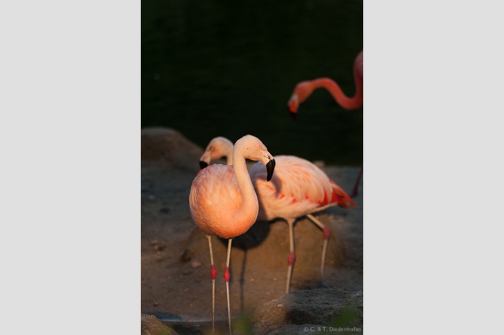 Flamingos