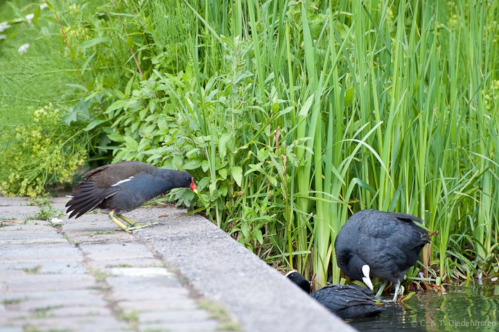 Wasserhuhn vs Blesshuhn