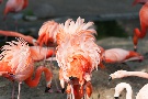 Flamingos