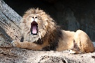 the king