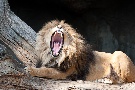 the king