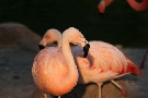 Flamingos