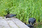 Wasserhuhn vs Blesshuhn