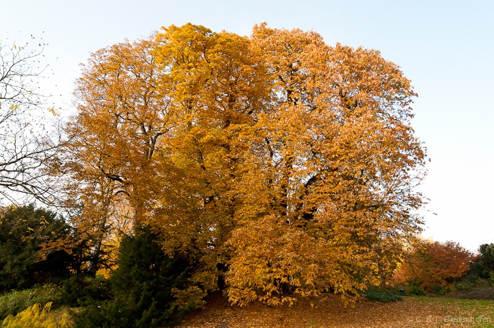 Spätherbst - Impressionen