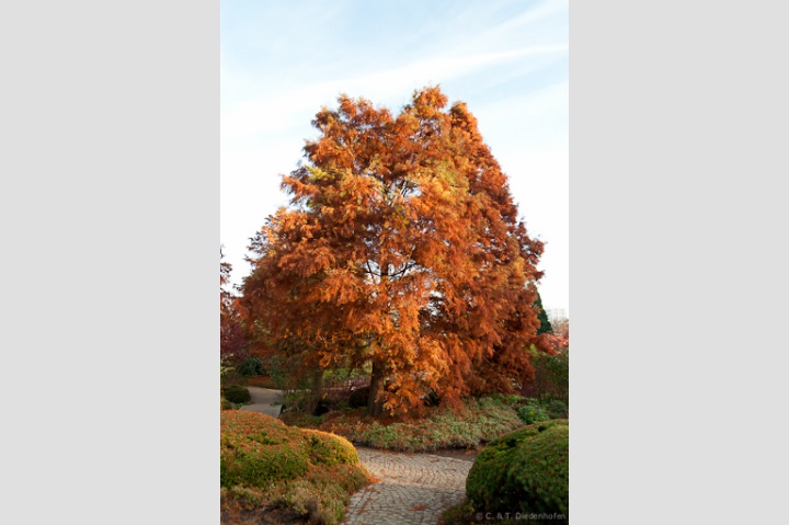 Spätherbst - Impressionen