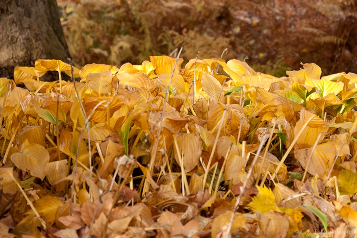 Spätherbst - Impressionen
