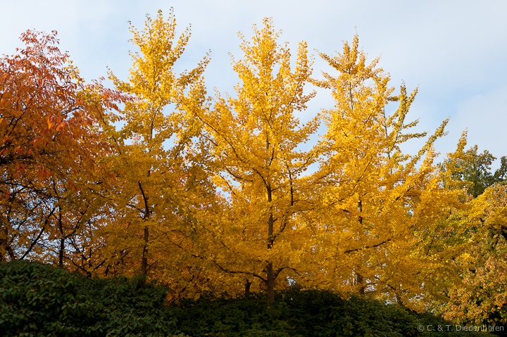 Spätherbst - Impressionen