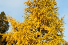 Spätherbst - Impressionen